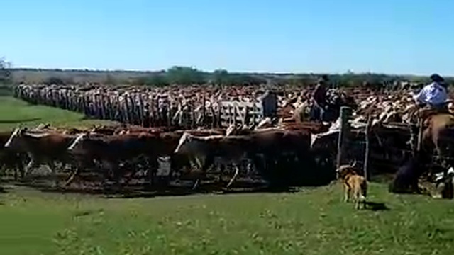 Мега-ферма КРС смотреть онлайн