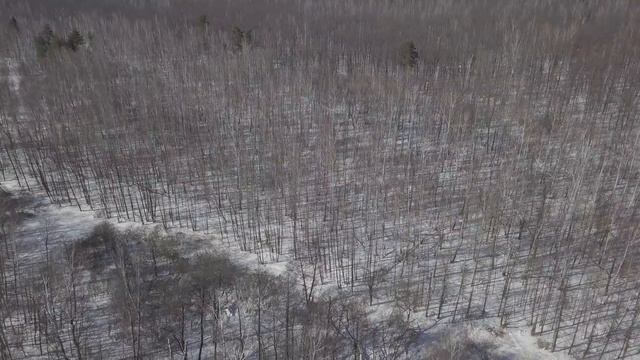 Должанский лес (мавик про 4к) смотреть онлайн