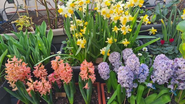 BULBOS PRIMAVERA 2023. Las flores de los bulbos que plantamos en otoño. SPRING BULBS SUMMARY. смотреть онлайн