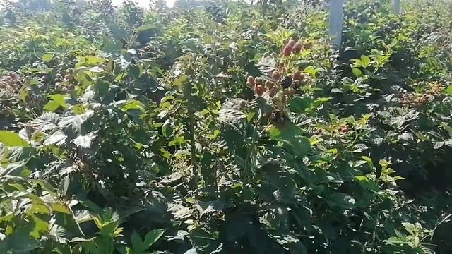 Ежевика Блэк Мэджик, не бойся не уколит! ? смотреть онлайн