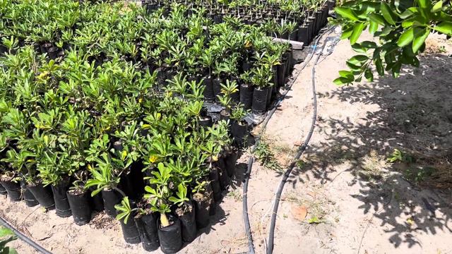 INVESTINDO SEM MEDO EM ROSAS DO DESERTO ❤️ NÃO TENHAS MEDO!!! смотреть онлайн