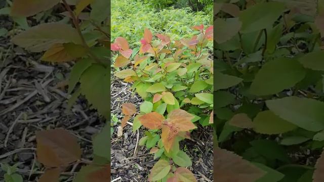 Daily Garden Update: Spirea 'Blue Kazoo'.