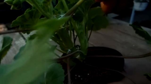 Как Остановить Гниение Герани? смотреть онлайн