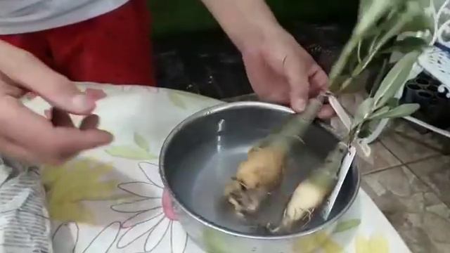 ROSA DO DESERTO. SÓ CHEGARAM ÀS TOPS! смотреть онлайн