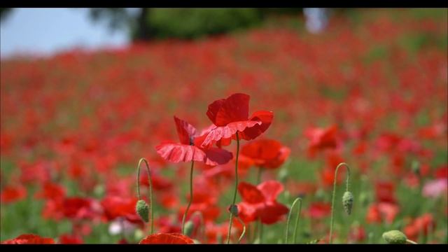 Цветущие маки - цветение мака в саду, красивые виды смотреть онлайн
