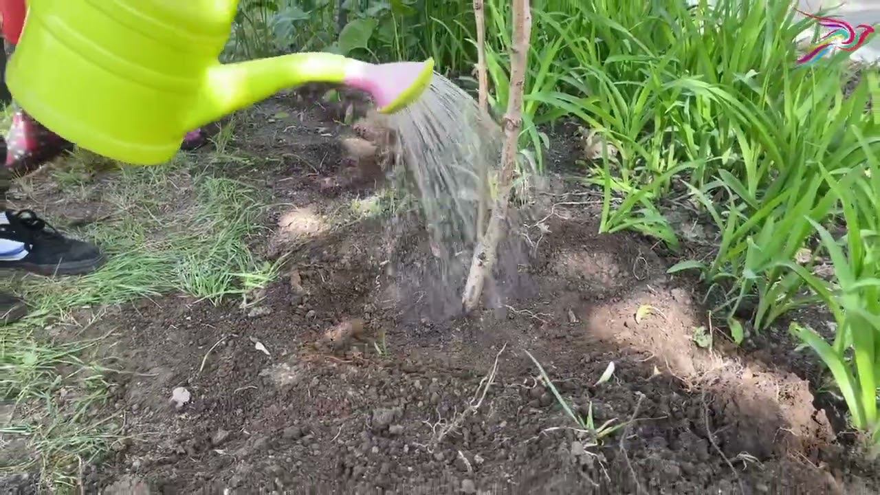 Сотрудники ТБМ-Урал приняли участие в экологической акции по озеленению города смотреть онлайн