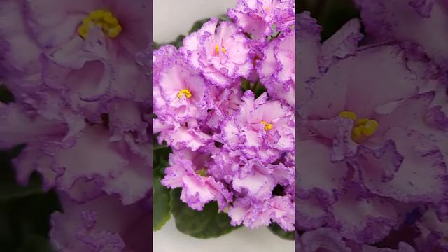 Фиалка ПТ-Анжелика