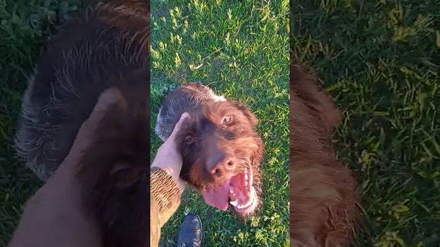 Дратхаар Данья! 1год 5 месяцев! прогулка #дратхаар #немецкаялегавая смотреть онлайн