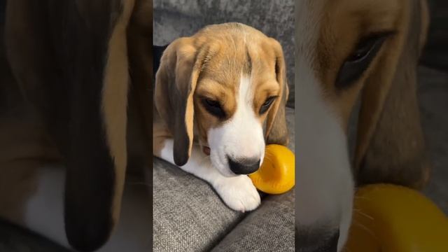 Трюфель кусает мяч на диване смотреть онлайн