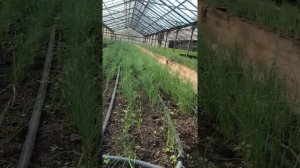 Выращивание зеленого лука на перо (Грин баннер ,Вулкан,Параде) в теплице