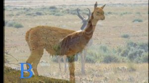 20 животных на букву В.