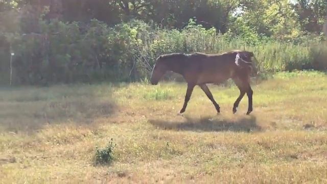 Тракененские лошадки и Арабский скакун. Найда, Линда и Маркиза смотреть онлайн