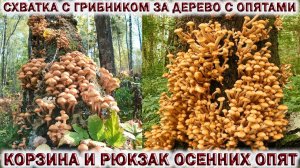 ❗МИЛЛИОН ГРИБОВ В ЛЕСАХ ПОДМОСКОВЬЯ?СТОЛЬКО ОПЯТ Я НЕ ВИДЕЛ.?СХВАТКА С ГРИБНИКОМ ЗА ДЕРЕВО С ОПЯТАМИ