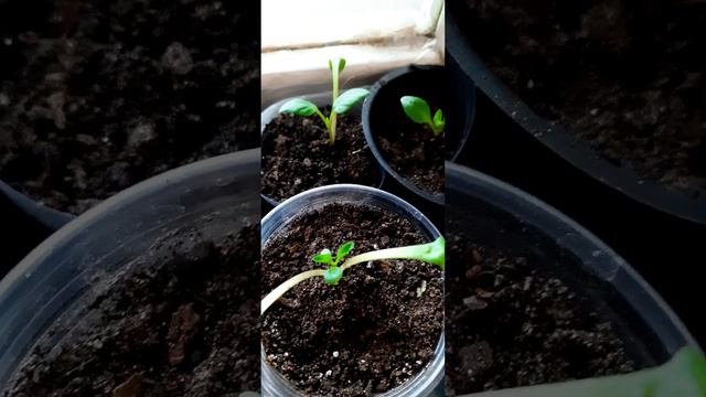 Выращиваем цветок Георгину с семян. смотреть онлайн