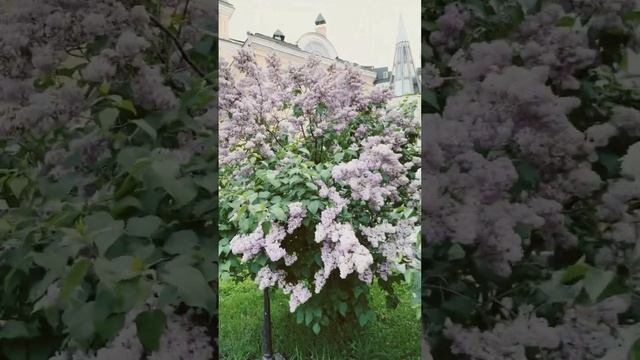 Сирень в красавице Москве смотреть онлайн