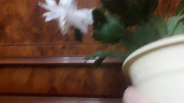 Татьянин дом / Белый декабрист/ Цветы мое хобби смотреть онлайн
