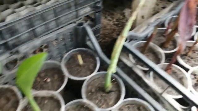 Канна "Притория" и "Королева канн" рассадила по горшкам. смотреть онлайн