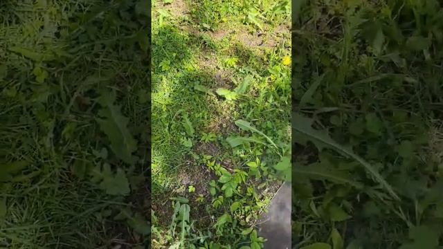 Проверила средство от одуванчиков смотреть онлайн