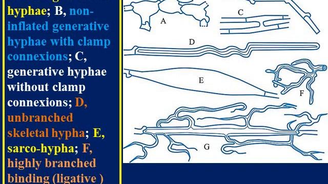 Kingdom fungi Phylum: Basidiomycota смотреть онлайн