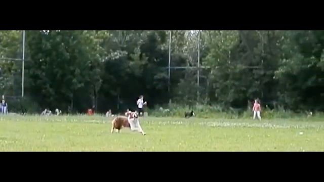 Dogs| замедленная съемка смотреть онлайн