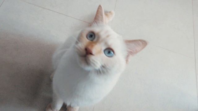 Я БУДУ ВЫСТУПАТЬ В МЕНС ФИЗИК! МОЙ ДЕНЬ НА МАССЕ! ВЛОГ смотреть онлайн