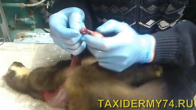 Видеоурок по таксидермии: изготовление чучела куницы 2 смотреть онлайн