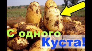 Голландский способ выращивания картофеля! Невероятно!