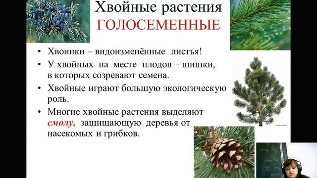 Царство Растения Отделы смотреть онлайн