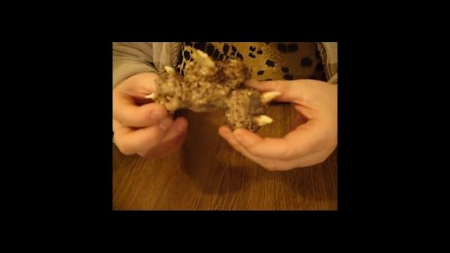 Как правильно посадить каллу. Калла Apricot Glow смотреть онлайн