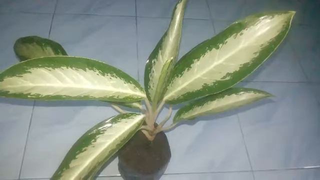 Jenis Tanaman Aglaonema Jubilee