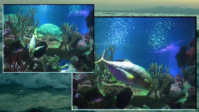 В Океанариуме. СПб смотреть онлайн