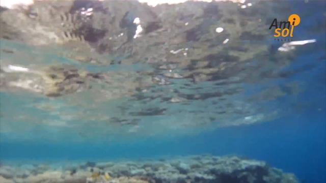 Sharm Reef *** смотреть онлайн