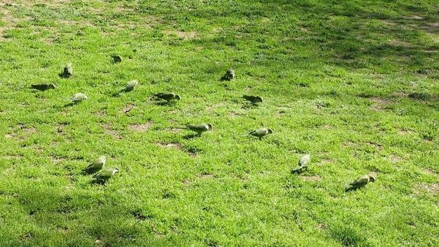 Попугаи в Греции. Национальный сад (2018) смотреть онлайн