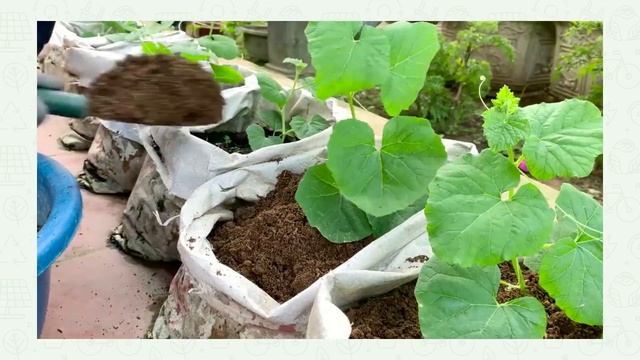 Я тоже вырастила такую дыню / Дыня Серебряное копытце смотреть онлайн