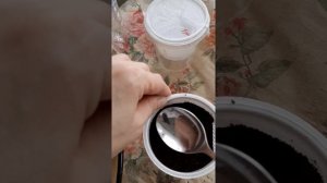 посев доротеантуса ??????