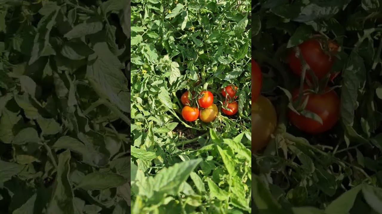 томаты завалили урожаем смотреть онлайн