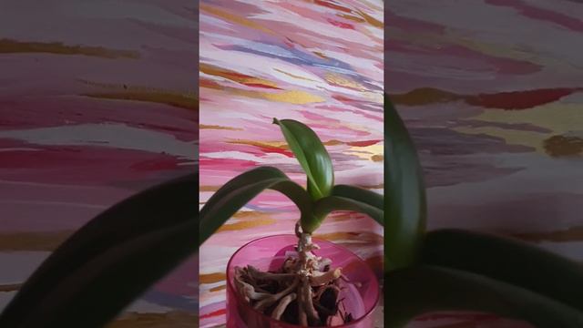 Розовая орхидея обзор 9 декабря 2019 смотреть онлайн