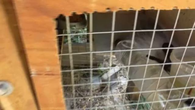 Мои клетки для кроликов. смотреть онлайн