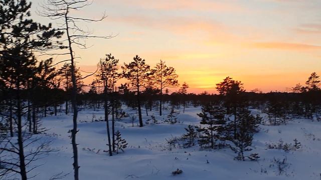 Звуки зимнего леса смотреть онлайн