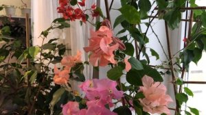 БУГЕНВИЛЛИЯ СОРТА ЦВЕТУЩИЕ ЗИМОЙ