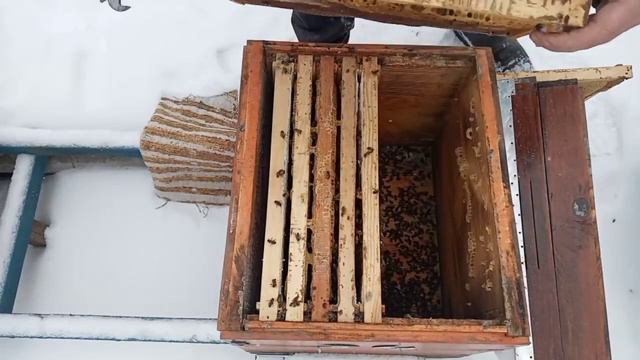 Гибнут пчёлы.Честное Видео. Корма на Исходе.Зима Лютует. смотреть онлайн