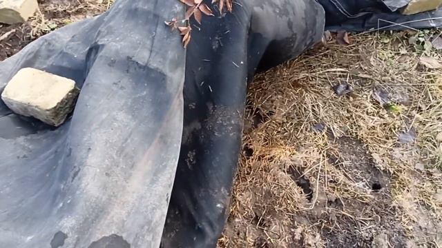 Первые итоги зимовки инжира. Открыл некоторые кусты. 17 02 2022 смотреть онлайн