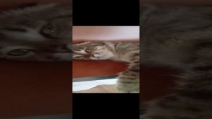 VID_20240305_122704.mp4