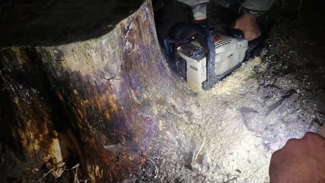 Бензопила STIHL. Как срезать большой пень под корень за пять минут.! смотреть онлайн