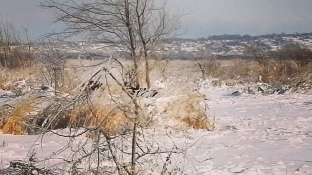 Немецкая овчарка и щенок. Стрелка соберается в космос полет с окна... смотреть онлайн