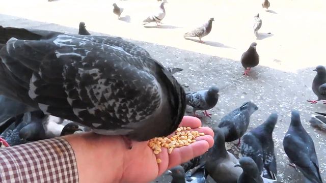 Голуби воюют за корм в моей руке. (Pigeons Feeding from my hand) смотреть онлайн