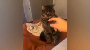 Смешные коты без озвучки| Кот и чечётка🤣