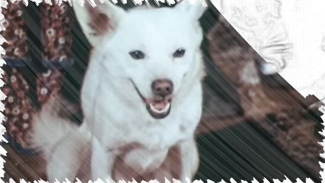 Краткое содержание - Хамелеон смотреть онлайн