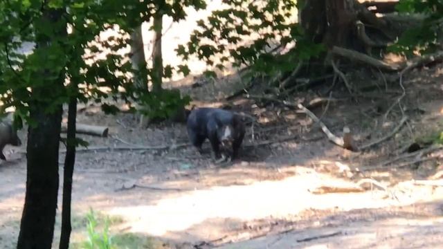 Massive 600 lb super boar vs. 2021 Killer Instincts ripper 425 crossbow смотреть онлайн