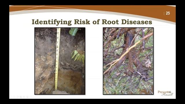 Forest Fungi Influences on Forest Management смотреть онлайн